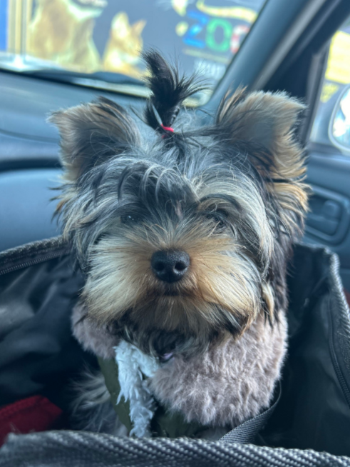 Латексные резиночки Show Tech разноцветные, 100 шт. Латексные резиночки Show Tech разноцветные, 100 шт.