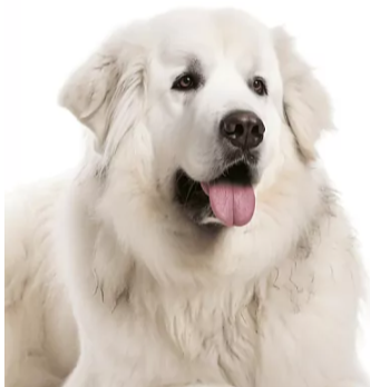 белая большая собака