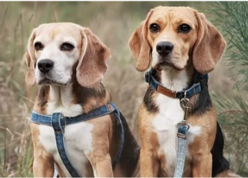 как подбирать ошейник собаке