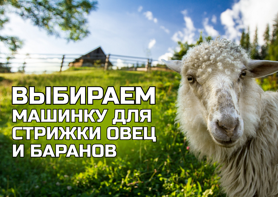 Баран на лугу