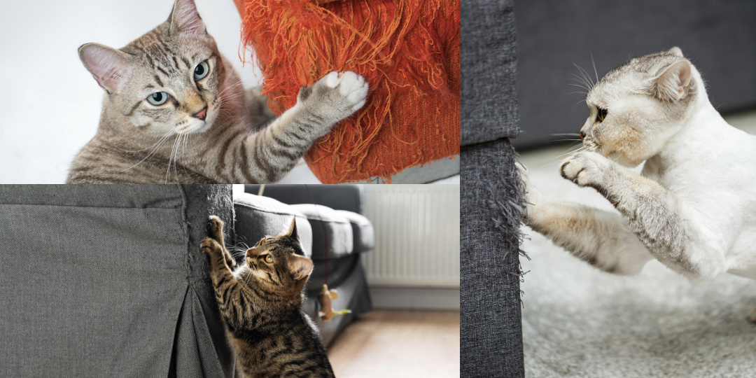 повадки кота