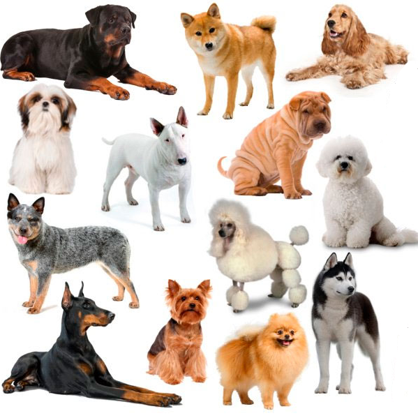 Породные наборы Породные наборы