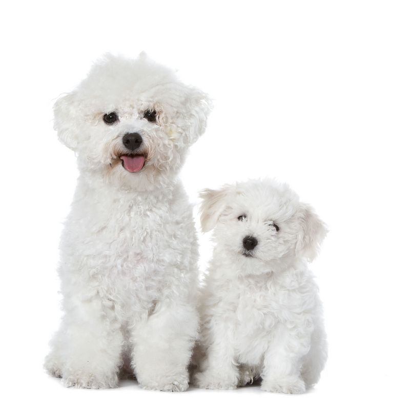 Бишон фризе 