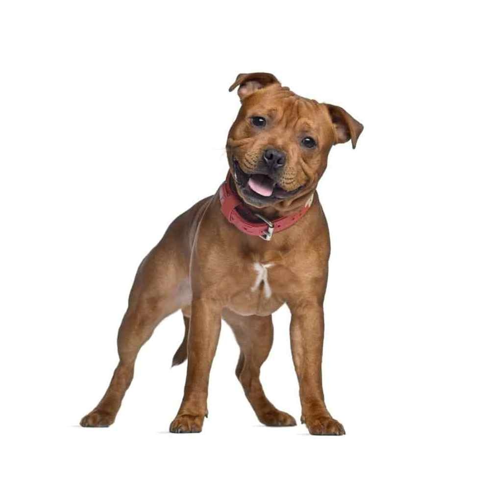 Стаффордширский терьер 