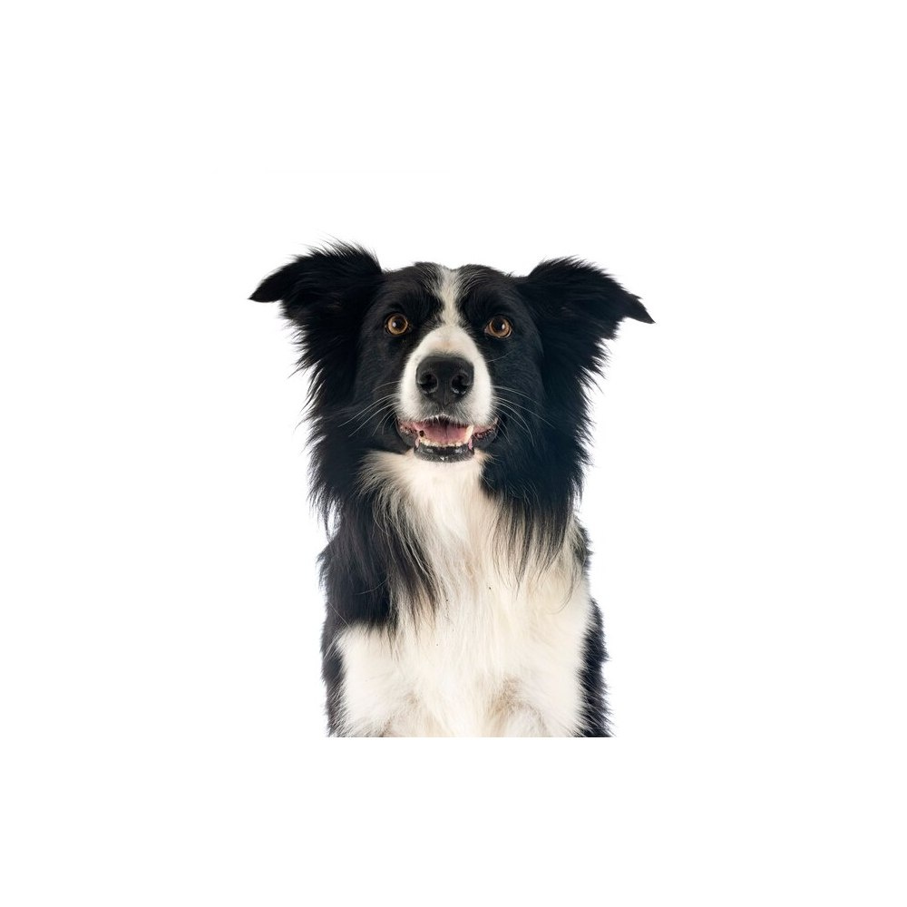 Бордер-колли 