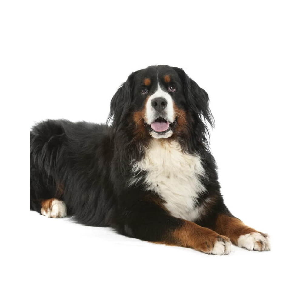 Бернский зенненхунд 