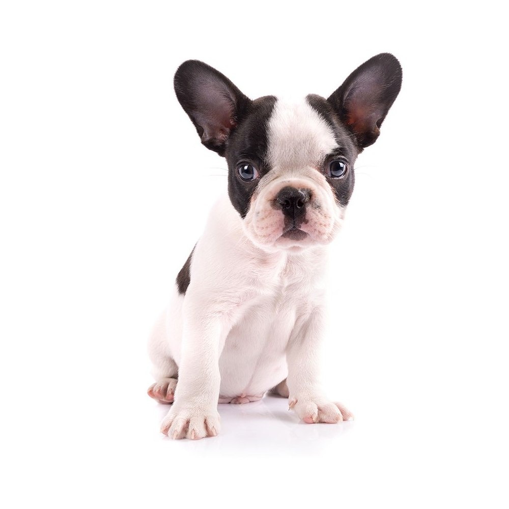 Французский бульдог 