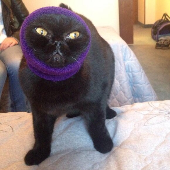 Бандаж звукоизоляционный Show Tech антистресс, размер M Бандаж звукоизоляционный Show Tech антистресс, размер M