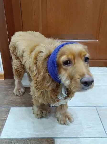 Бандаж звукоизоляционный Show Tech антистресс, размер M Бандаж звукоизоляционный Show Tech антистресс, размер M