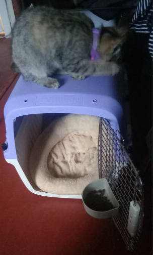 Переноска пластиковая Petmode Macaron 61х40х41 см, фиолетовая