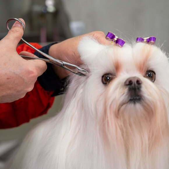 Пинцет Show Tech для выщипывания шерсти из ушей, 14 см