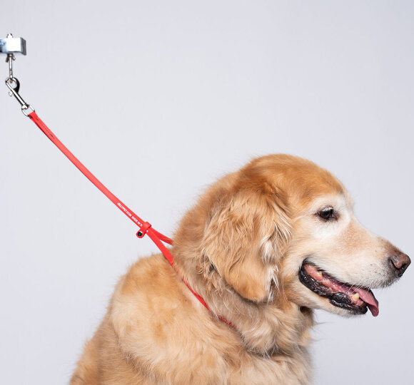 Петля Jelly Pet биотановая для удержания собаки 61х1 см, красная