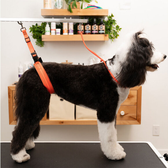 Петля Jelly Pet биотановая для удержания собаки 61х1 см, оранжевая
