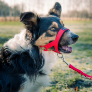 Недоуздок AmiPlay Basic Йоркширский терьер, размер XS, красный