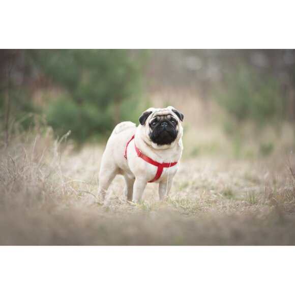 Шлейка регулируемая AmiPlay Basic M 30-55/1,5 см, красная