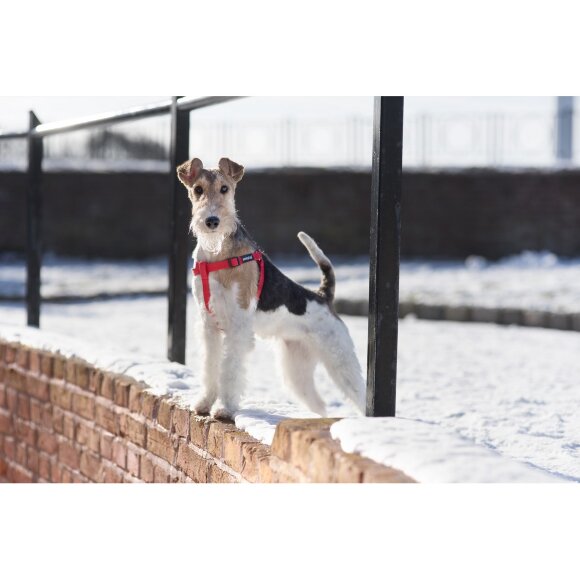 Шлейка регулируемая AmiPlay Basic M 30-55/1,5 см, фиолетовая