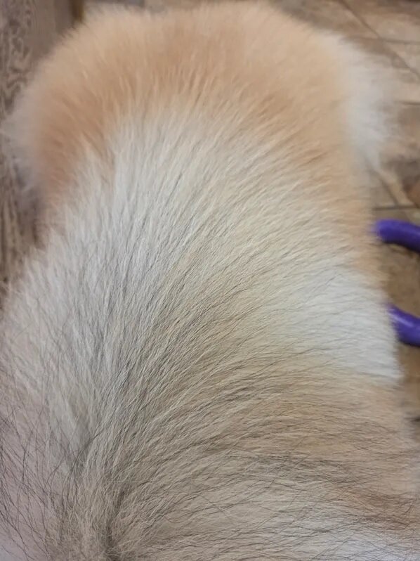 Шампунь Show Tech+ Rise & Shine для объема, 300 мл Шампунь Show Tech+ Rise & Shine для объема, 300 мл