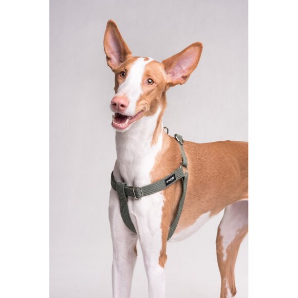 Шлейка регулируемая AmiPlay Cotton ECO S 20-35/1,5 см, оранжевая