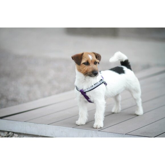 Шлейка регулируемая AmiPlay FLASH Shine M 30-55/1,5 см, красная