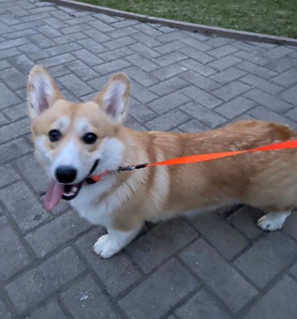 Поводок-рулетка для собак Flexi Neon M ремень, оранжевый